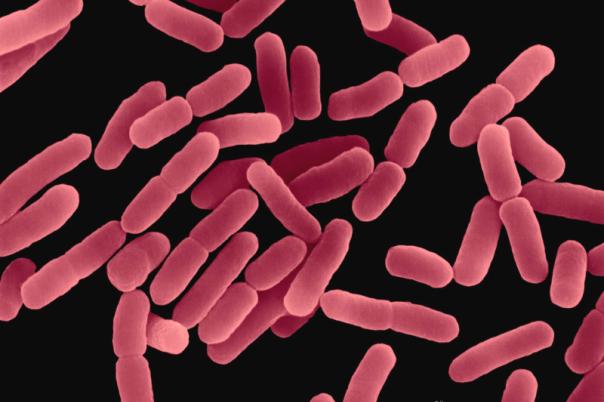 MIT Researchers Use AI to Outsmart Gonorrhoea and MRSA Superbugs