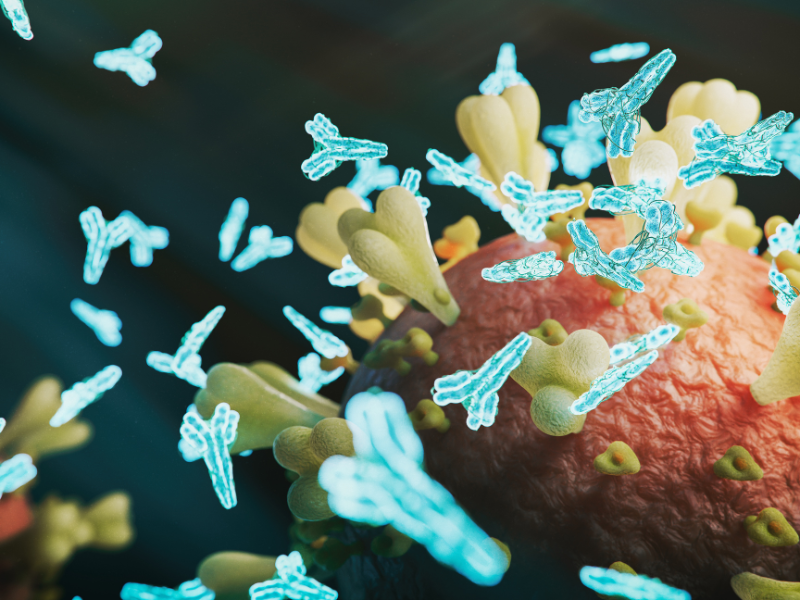 See Antibody Binding in 3D: How Cryo-EM Epitope Mapping Accelerates Antibody Discovery
